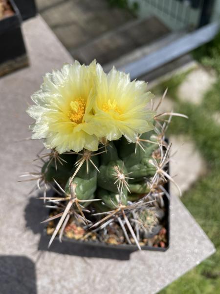 Thelocactus leucacanthusv. ehrenbergii